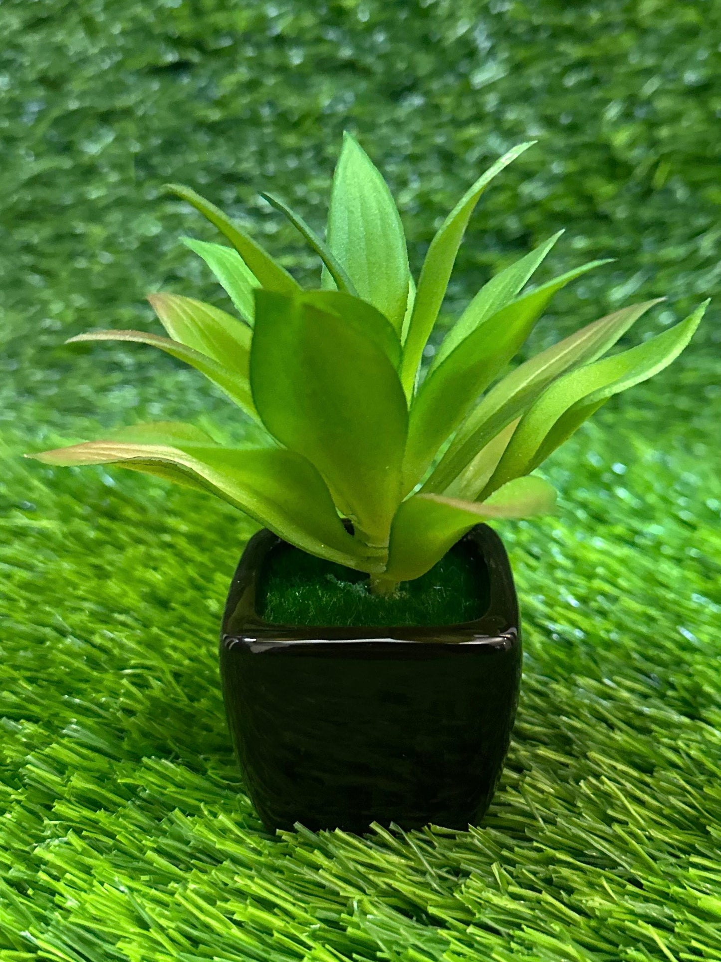 Mini Black Ceramic Pot With Plant PD-231