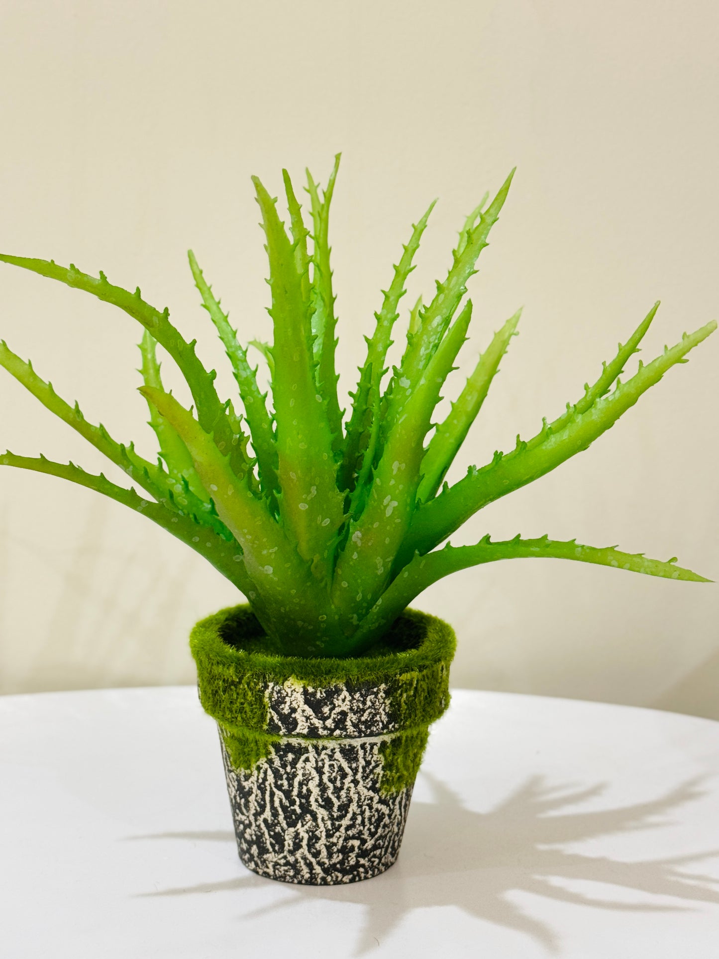 Aloe Vera Plant in Moss-Accented Textured Pot PD-224