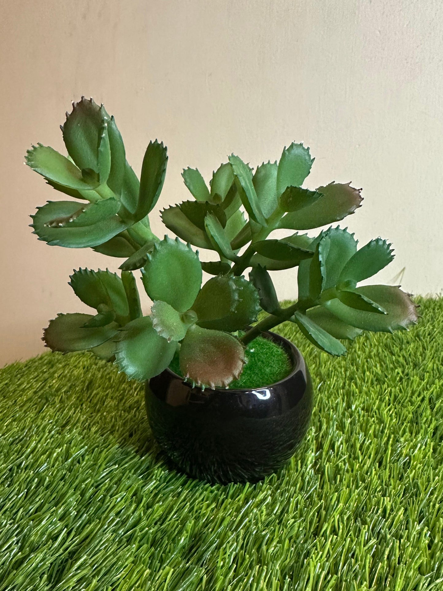 Mini Black Ceramic Pot With Plant PD-228