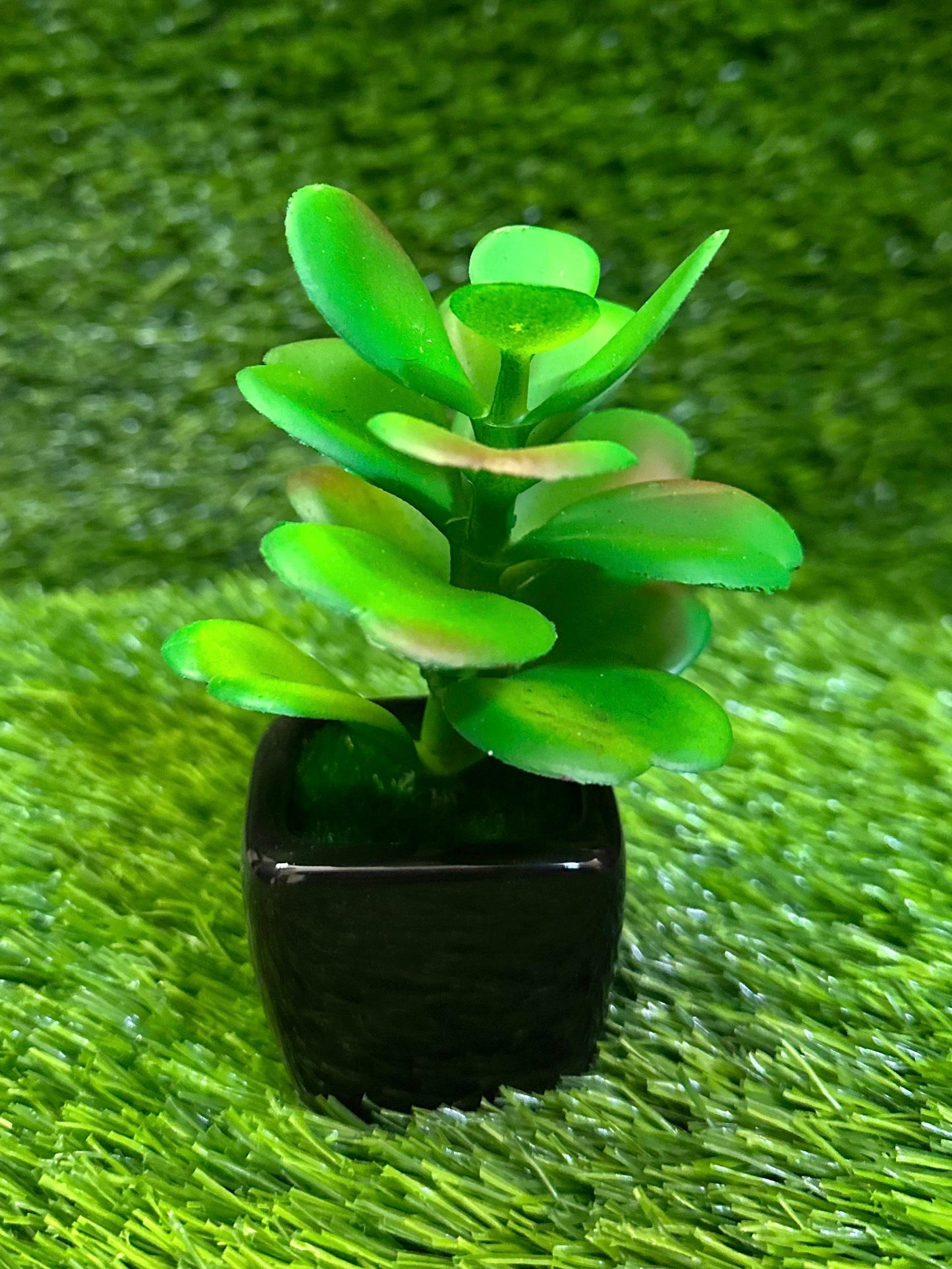 Mini Black Ceramic Pot With Plant PD-231