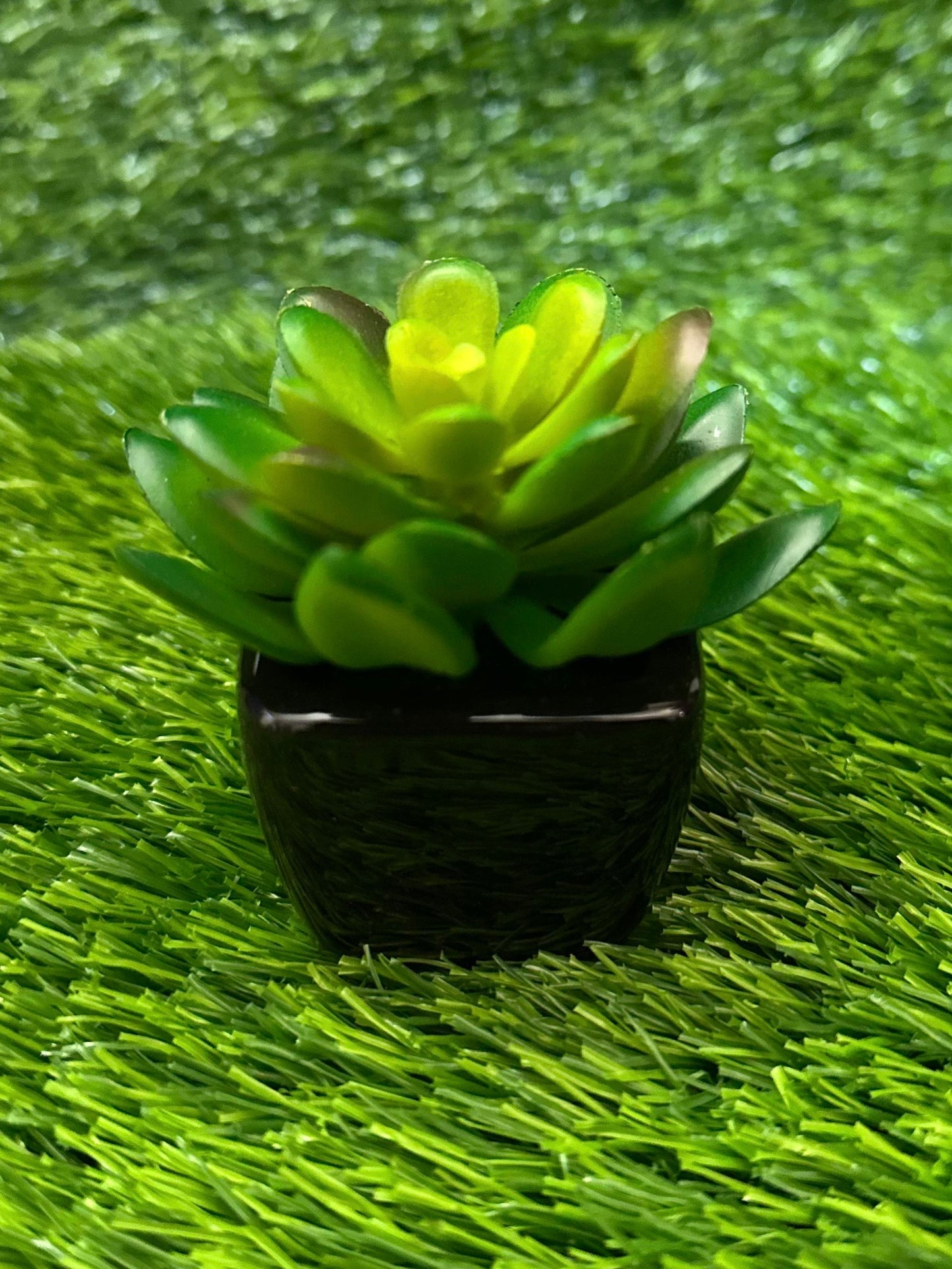 Mini Black Ceramic Pot With Plant PD-231