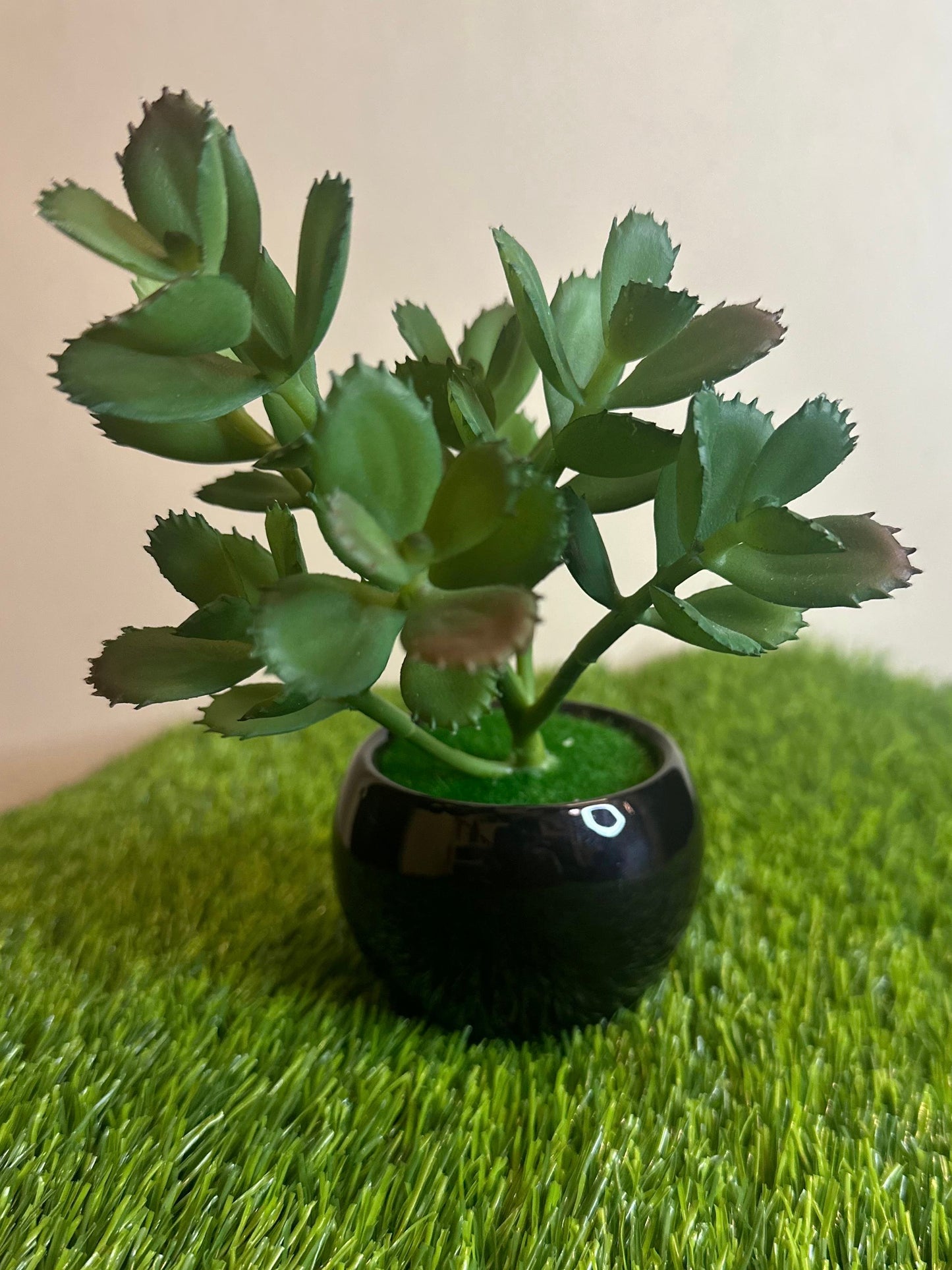 Mini Black Ceramic Pot With Plant PD-228