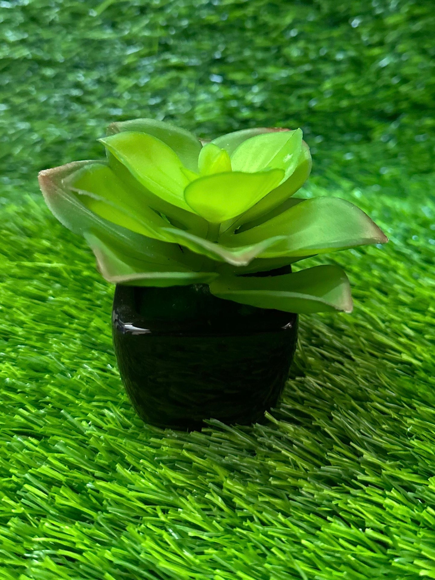Mini Black Ceramic Pot With Plant PD-231