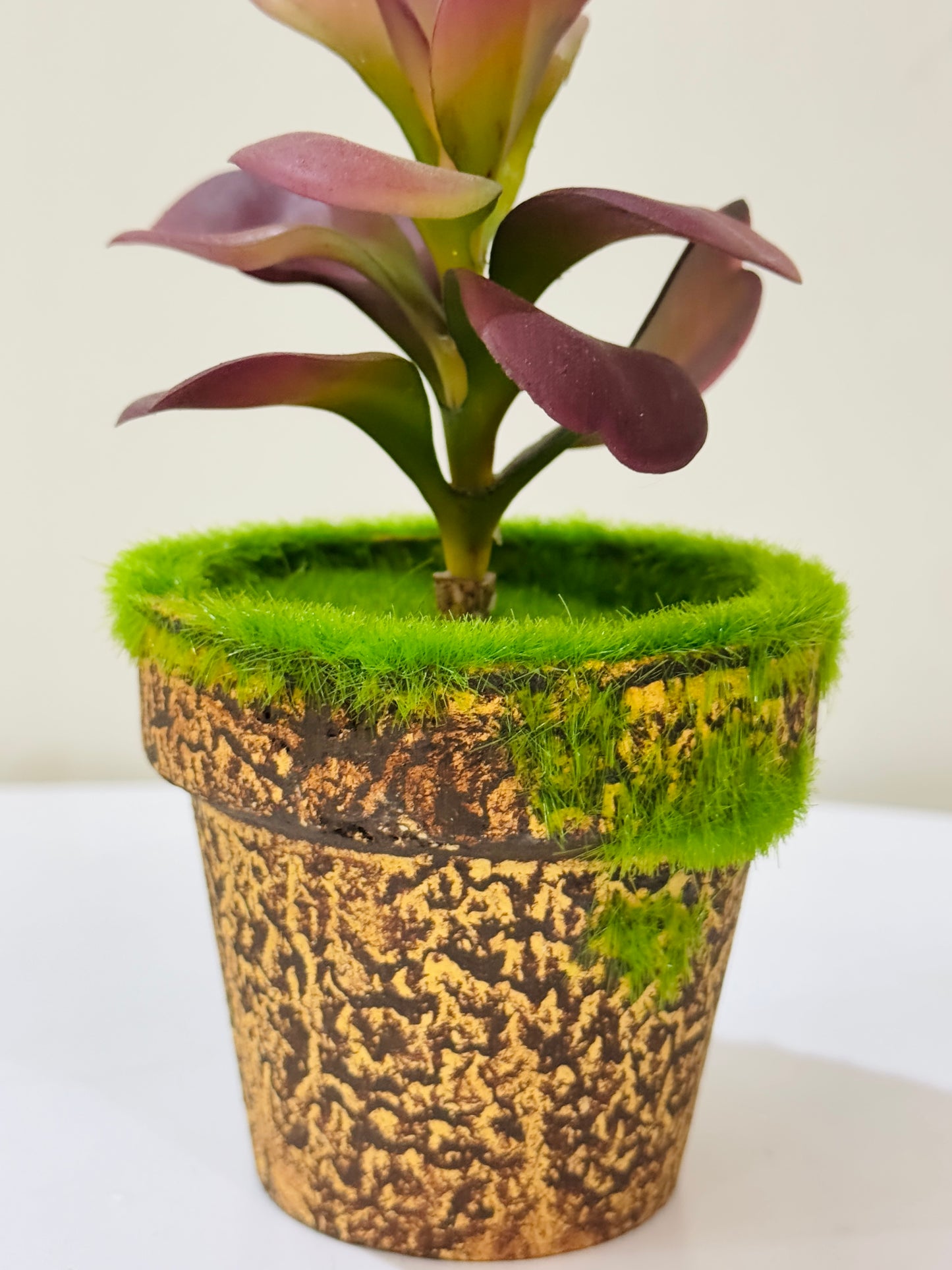 Small Succulent Plant in Moss-Accented Textured Pot PD-225