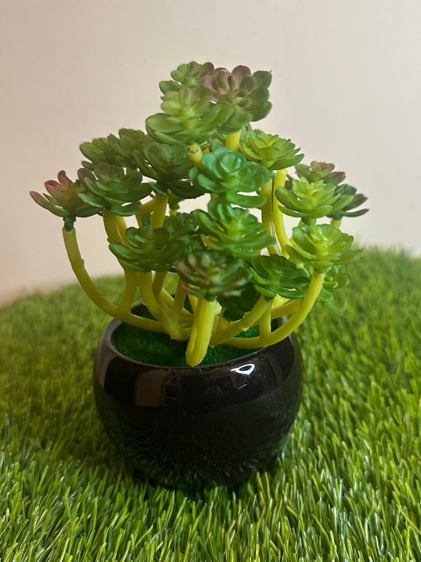 Mini Black Ceramic Pot With Plant PD-241