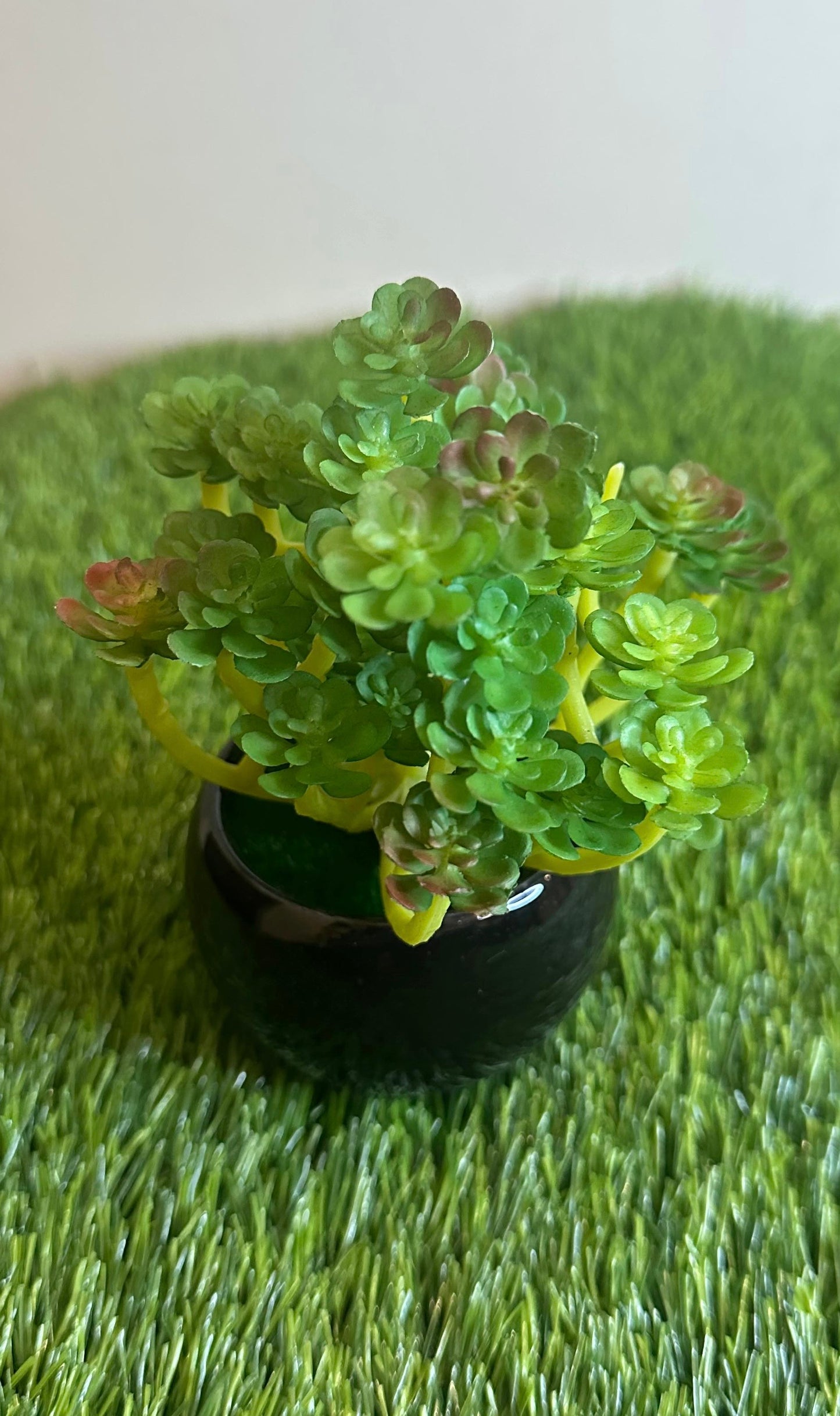 Mini Black Ceramic Pot With Plant PD-241