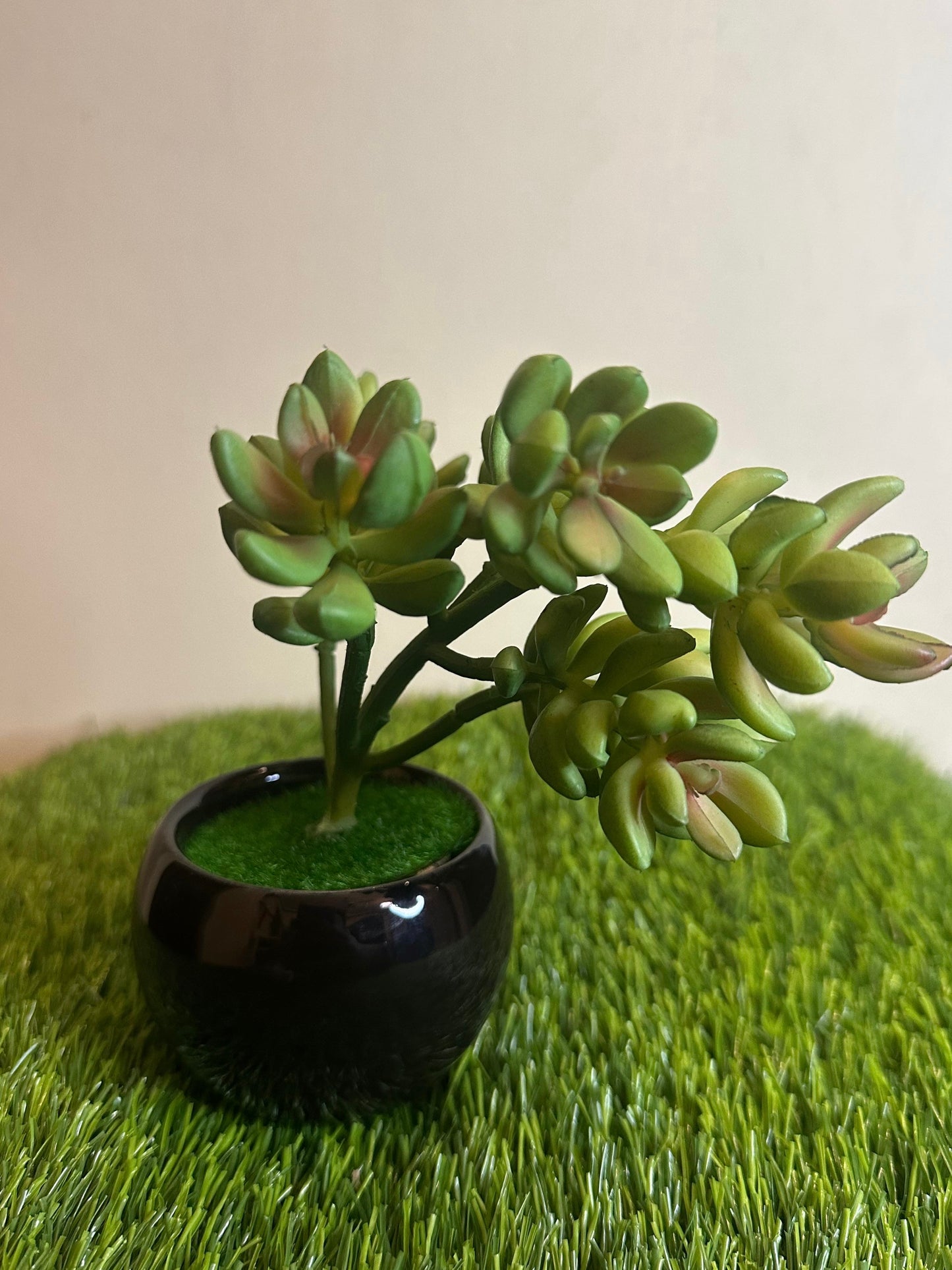 Mini Black Ceramic Pot With Plant PD-244