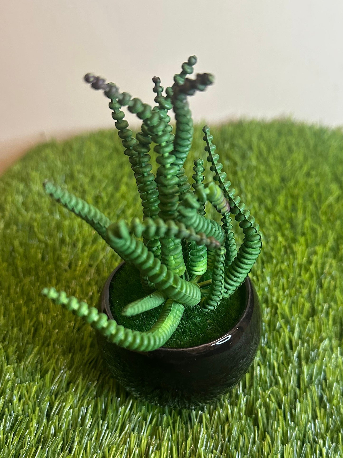 Mini Black Ceramic Pot With Plant PD-242