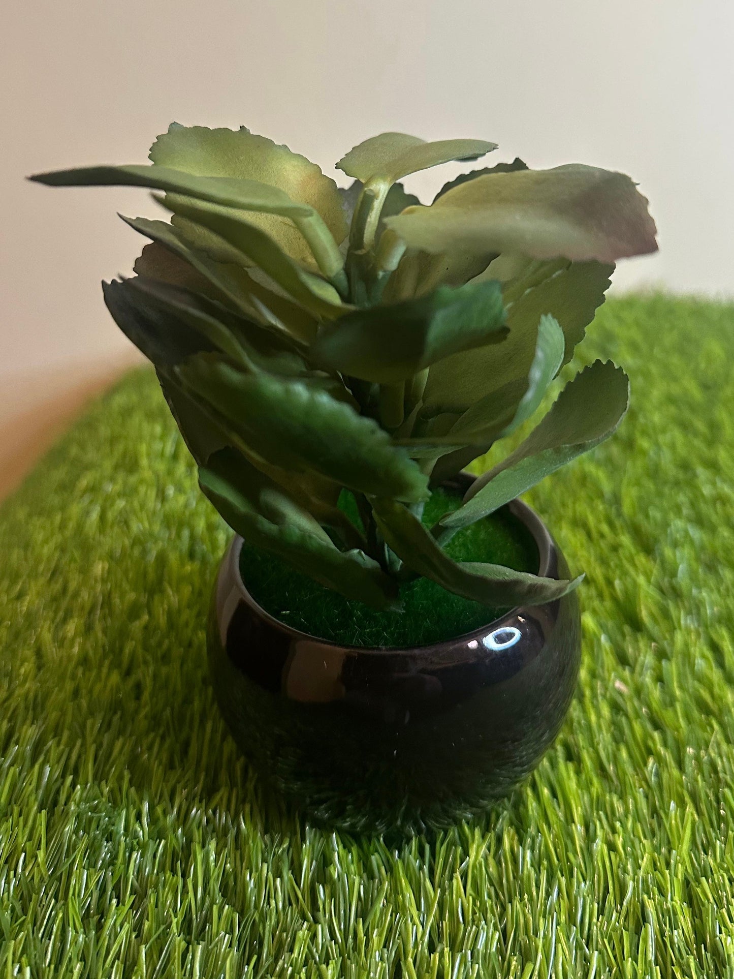 Mini Black Ceramic Pot With Plant PD-243
