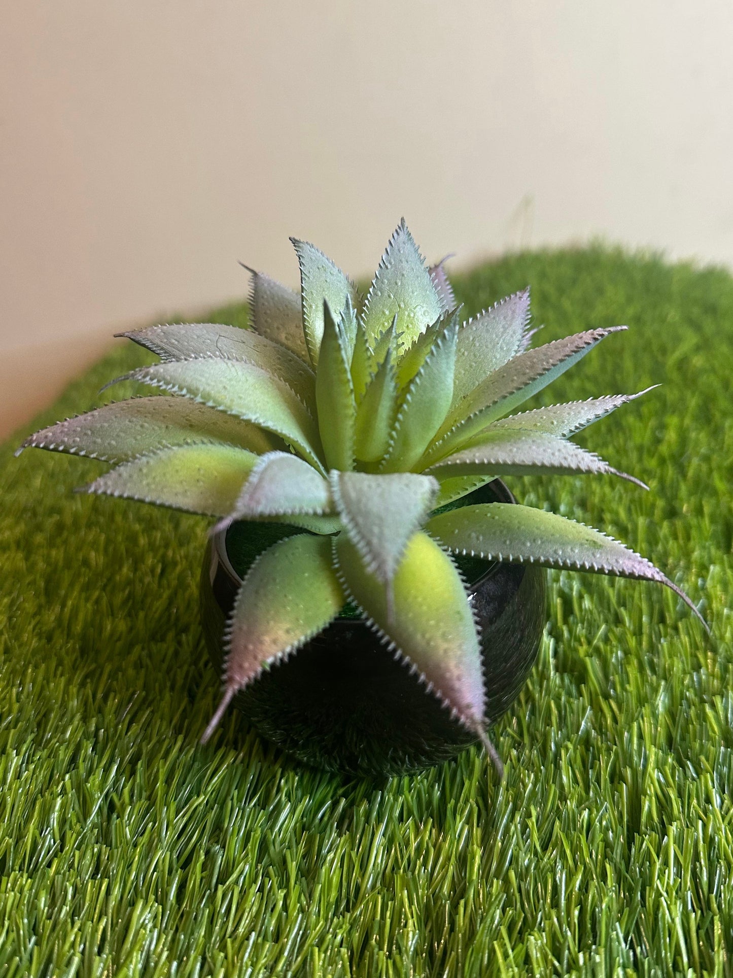 Mini Black Ceramic Pot With Plant PD-240