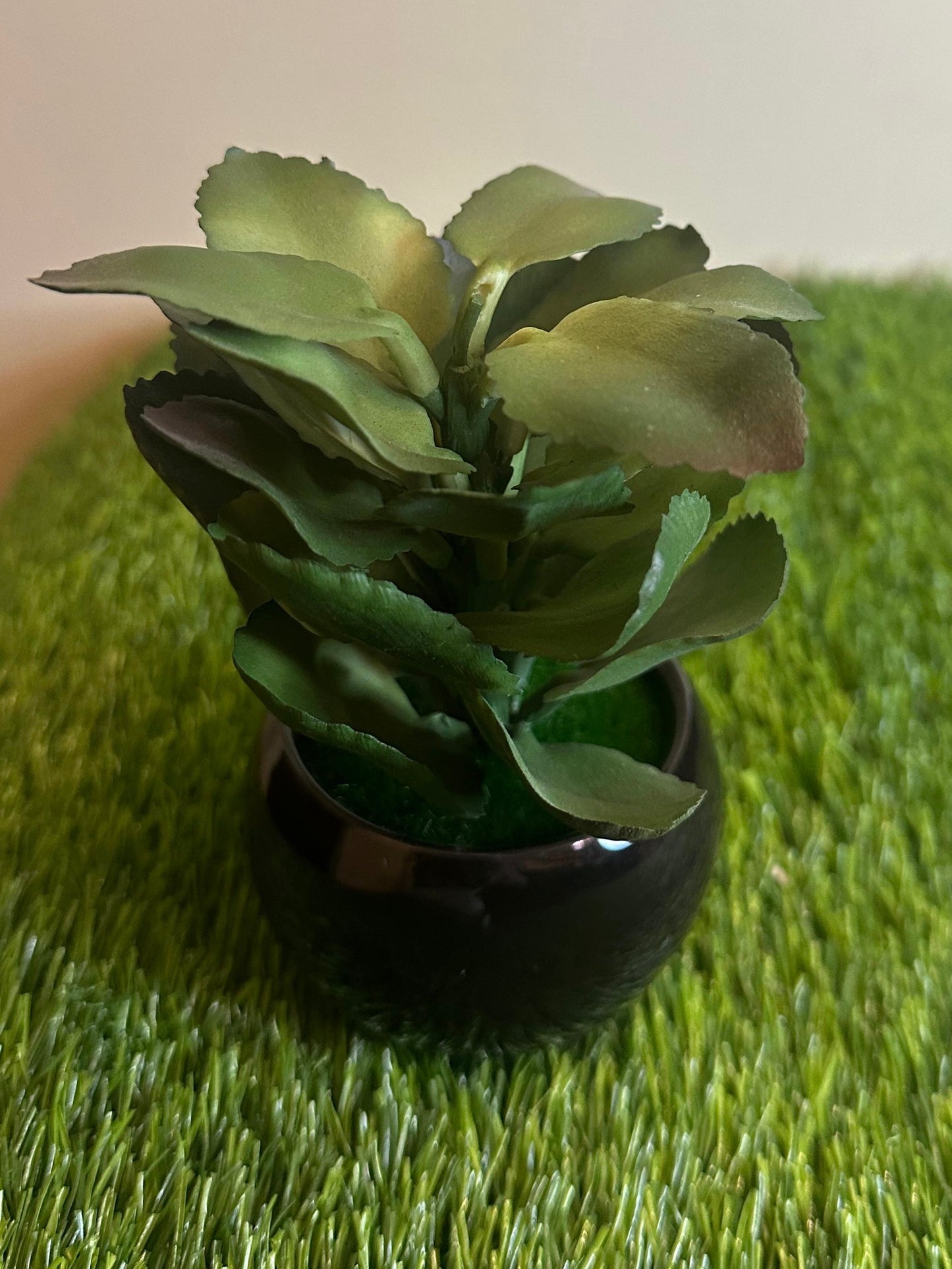 Mini Black Ceramic Pot With Plant PD-243