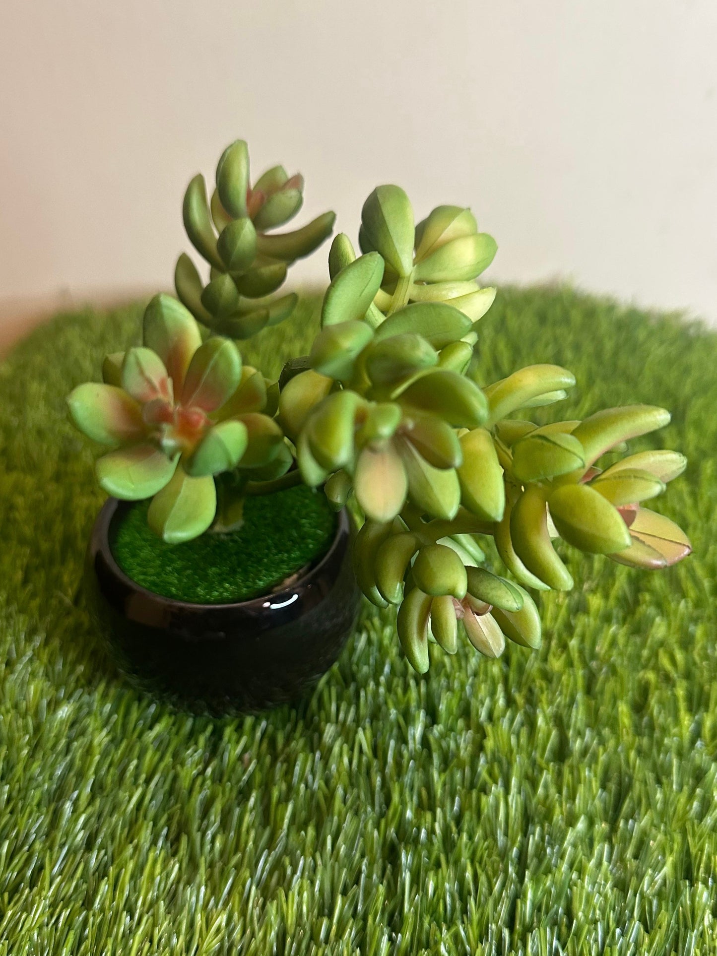 Mini Black Ceramic Pot With Plant PD-244