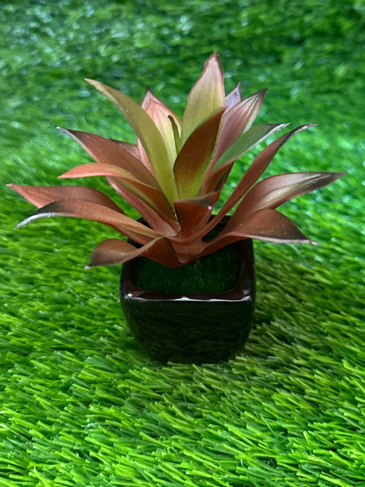 Mini Black Ceramic Pot With Plant PD-231
