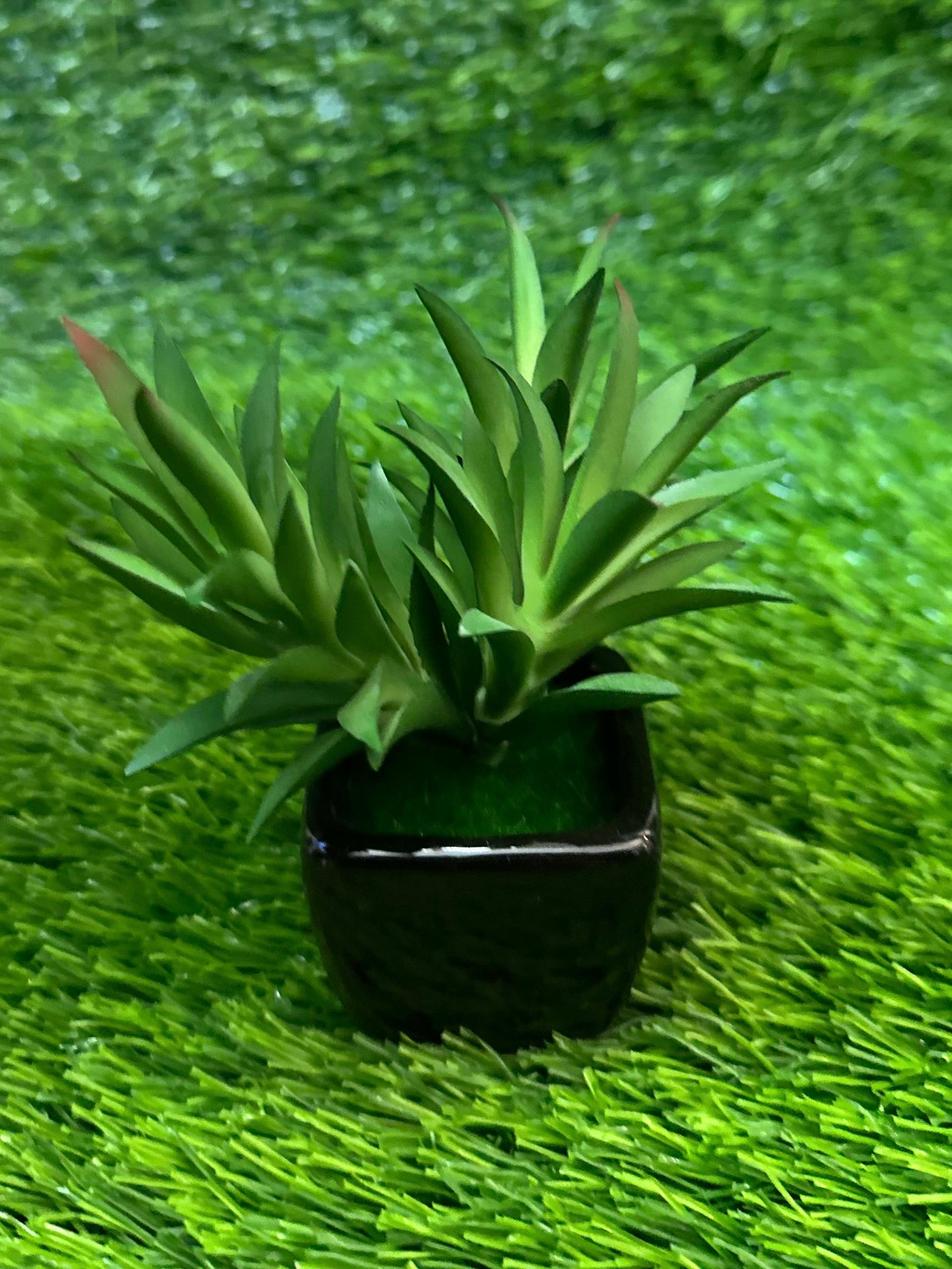 Mini Black Ceramic Pot With Plant PD-231