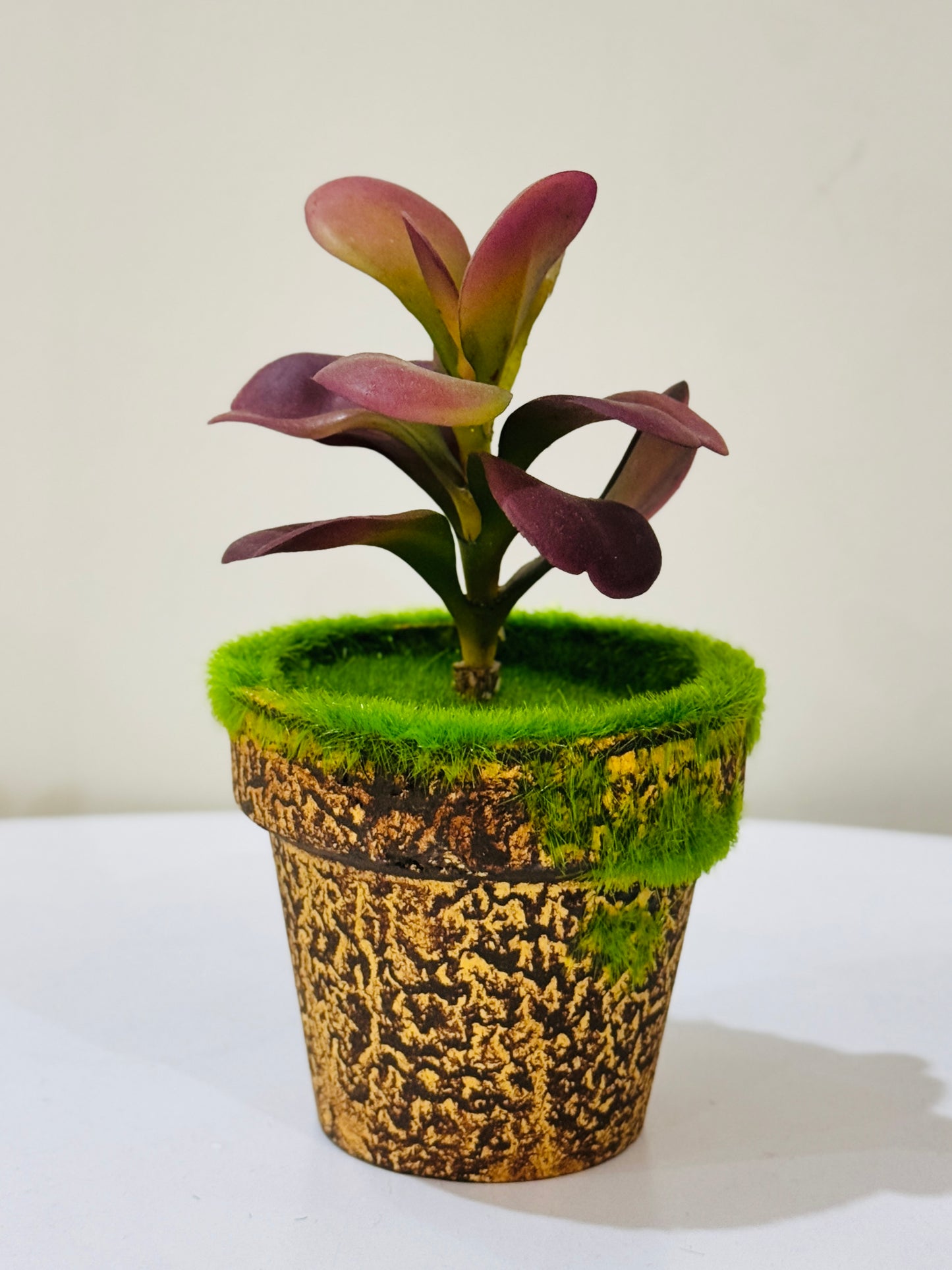 Small Succulent Plant in Moss-Accented Textured Pot PD-225