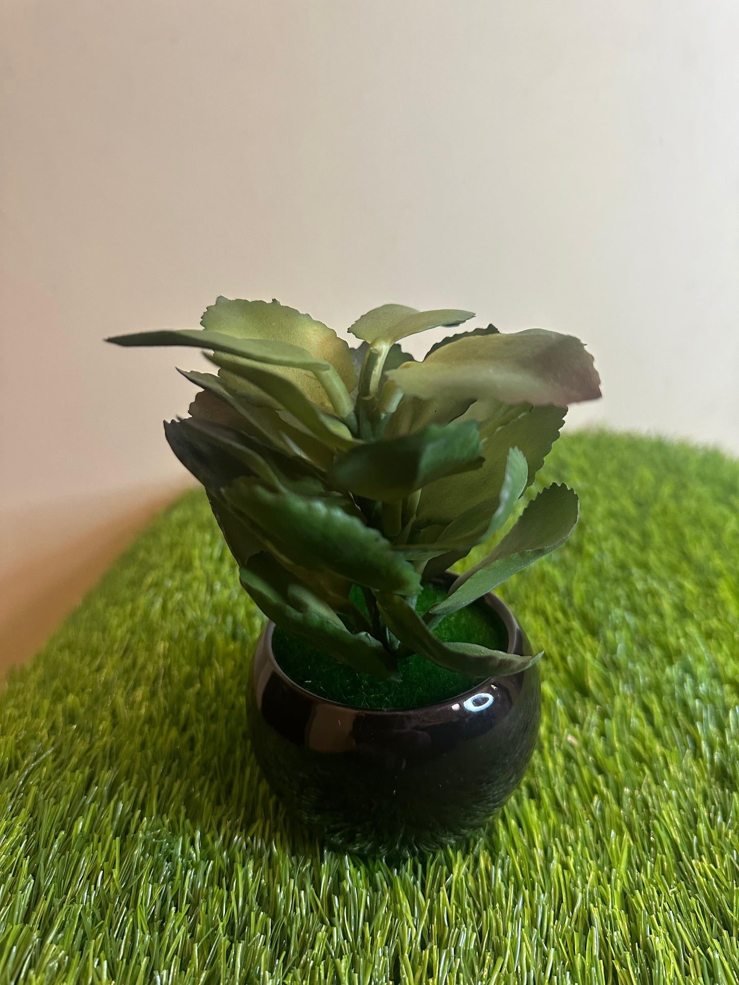 Mini Black Ceramic Pot With Plant PD-228