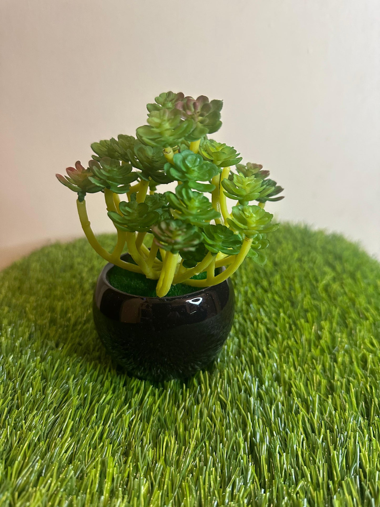 Mini Black Ceramic Pot With Plant PD-228