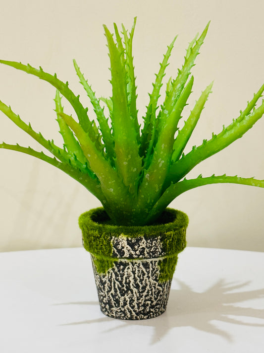 Aloe Vera Plant in Moss-Accented Textured Pot