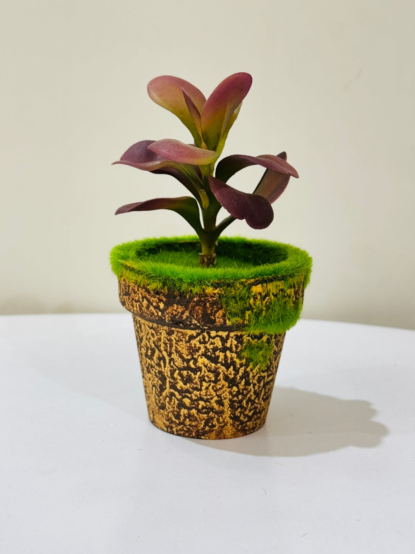 Succulent Plant in Moss-Accented Textured Pot