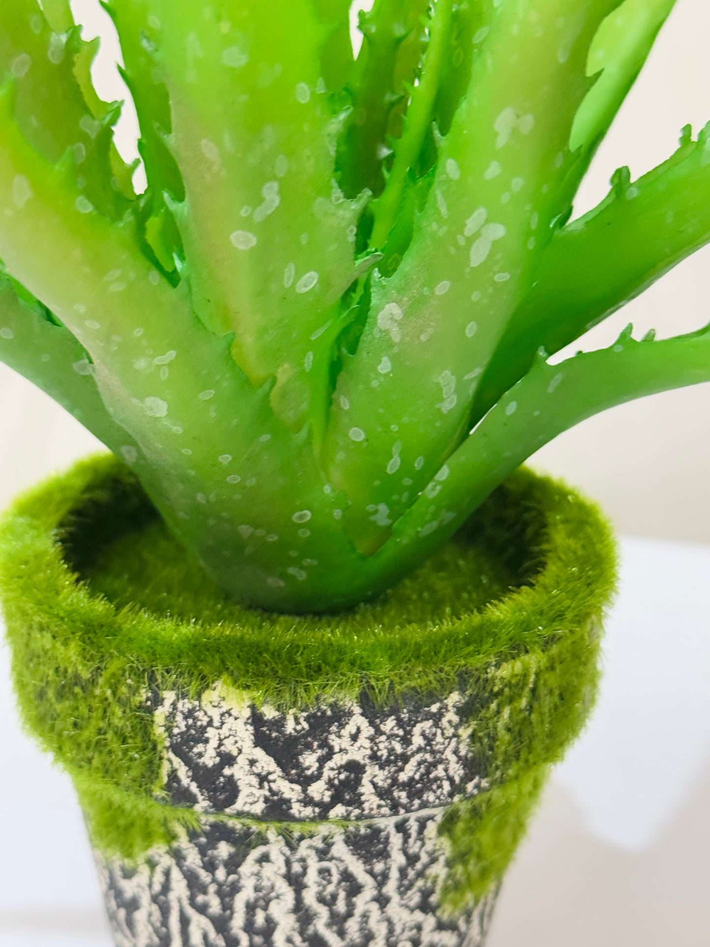 Aloe Vera Plant in Moss-Accented Textured Pot