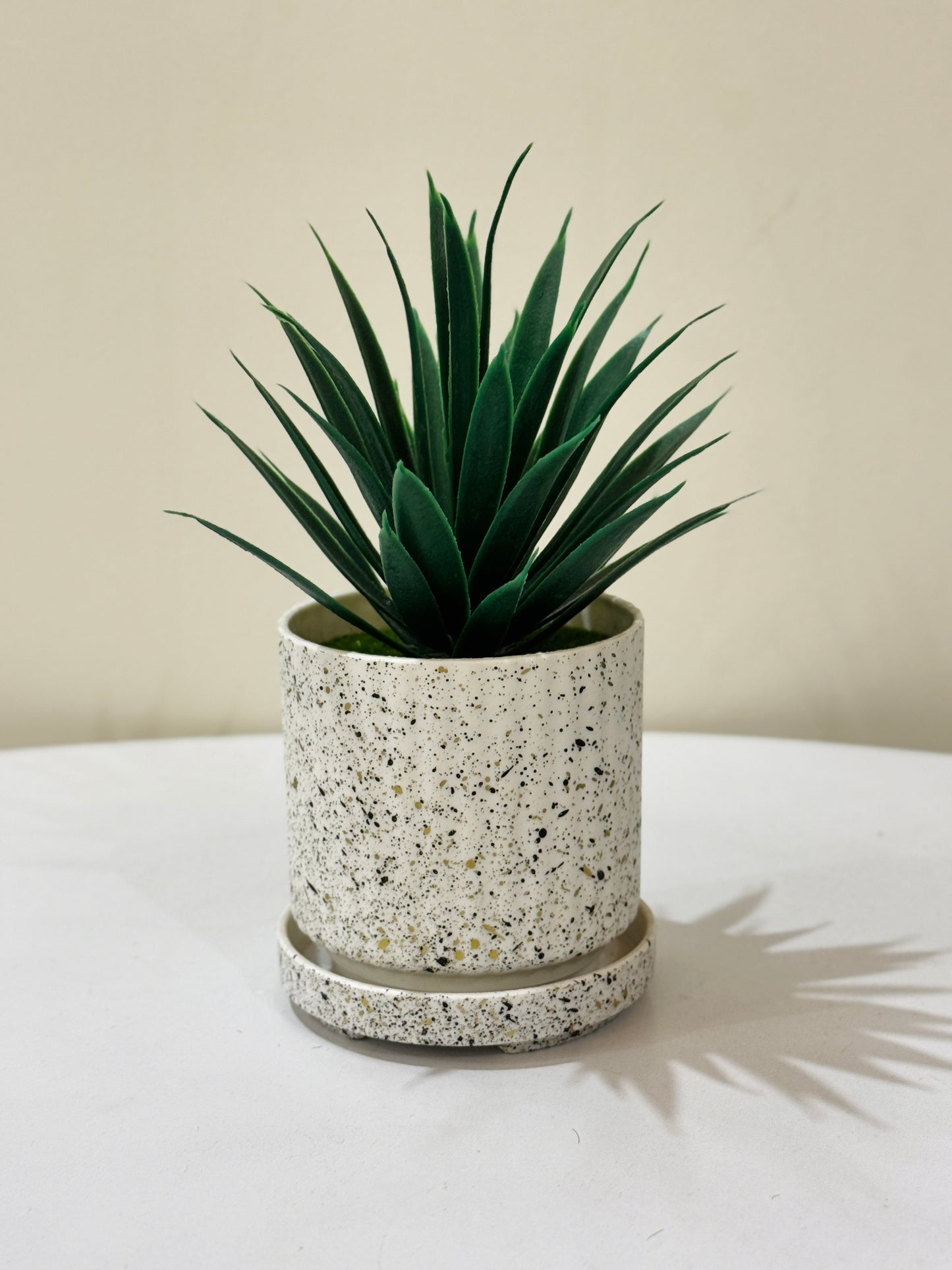 Textured pot with plant